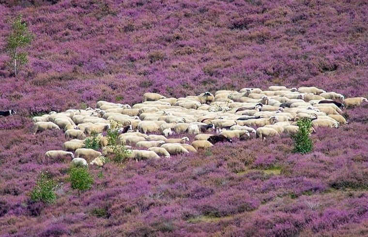 Sheep grazing on the moors near Holiday home in Nunspeet, Veluwe, a serene experience in Gelderland.