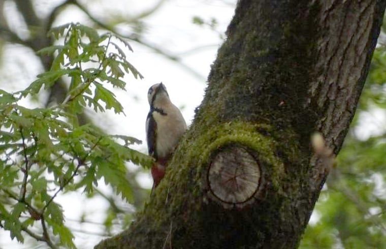 Woodpecker on tree in the Veluwe, near Holiday home in Nunspeet, perfect for nature lovers in Gelderland.