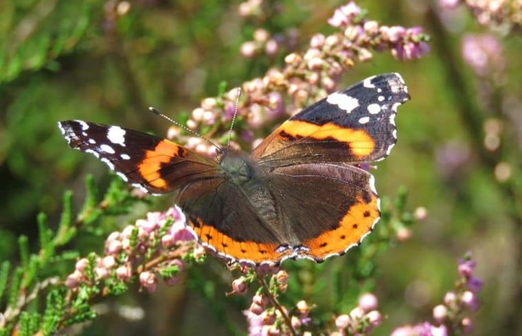 Colorful butterfly on flowers in the Veluwe, near Holiday home in Nunspeet, a picturesque image in Gelderland.