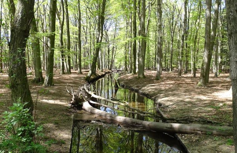 Quiet forest stream in the Veluwe, near Holiday home in Nunspeet, ideal for walks in Gelderland.