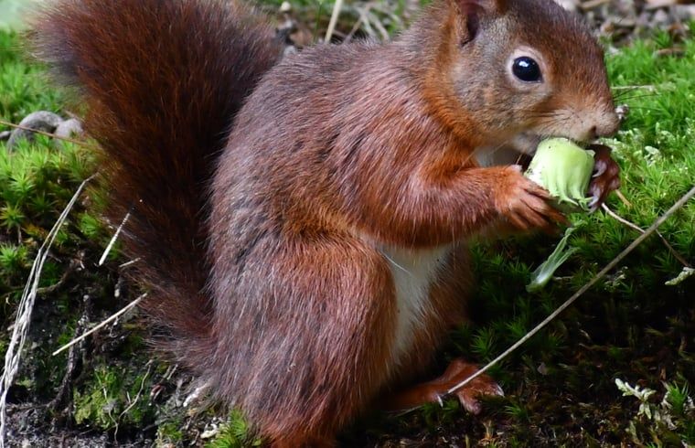 Squirrel enjoys a snack in the Veluwe, near Holiday home in Nunspeet, a charming appearance in Gelderland.