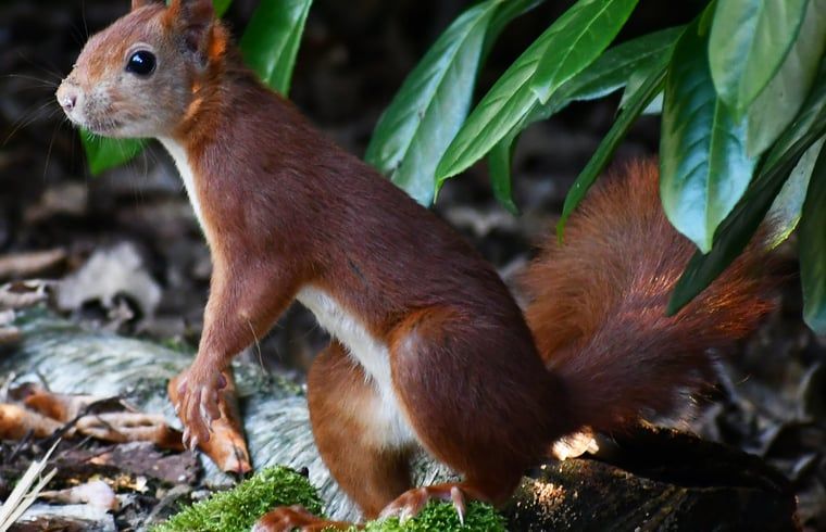Playful squirrel in the nature of the Veluwe, near Holiday home in Nunspeet, a lively picture in Gelderland.