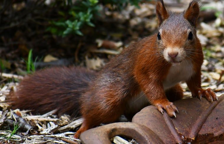 Curious squirrel in the Veluwe, near Holiday home in Nunspeet, a beloved animal in Gelderland.