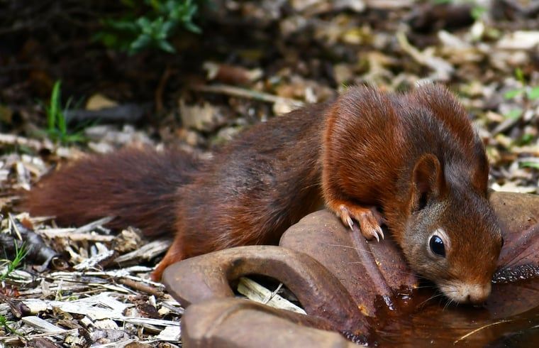Squirrel drinks water in the Veluwe, near Holiday home in Nunspeet, a restful moment in Gelderland.