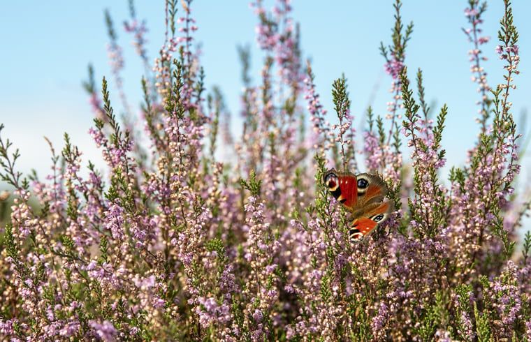 Unterkunft 323409 - Ferienhaus Veluwe - Vakantiehuisje in Rheden