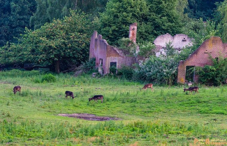 Unterkunft 323409 - Ferienhaus Veluwe - Vakantiehuisje in Rheden