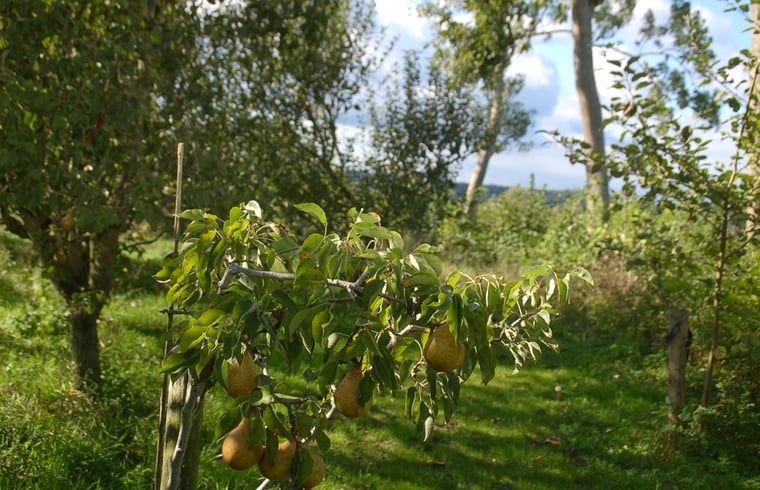 Unterkunft 323704 - Ferienhaus Veluwe - Vakantiehuis in De Steeg