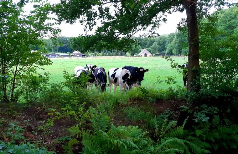 Kuehe auf einer Wiese bei einem Ferienhaus in Heerde, Veluwe, Gelderland.