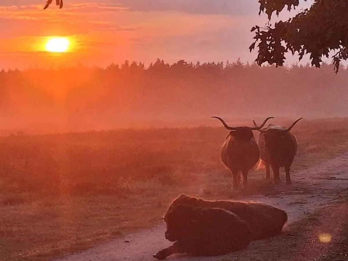 Unterkunft 324114 - Chalet Veluwe - Het Hertenpad
