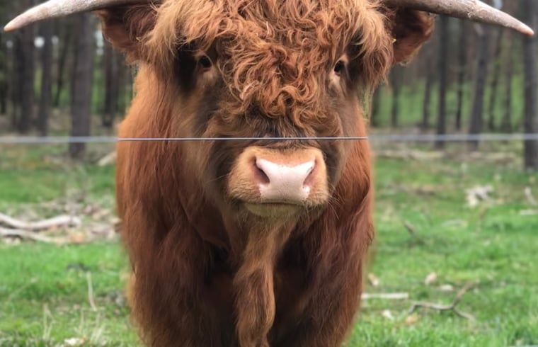Unterkunft 324126 - Ferienhaus Veluwe - Vakantiehuis in Hattemerbroek