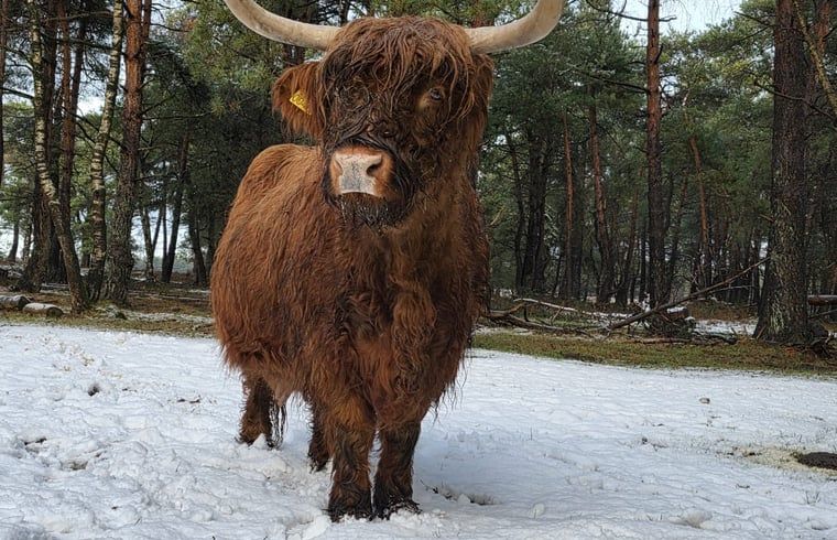 Unterkunft 324126 - Ferienhaus Veluwe - Vakantiehuis in Hattemerbroek