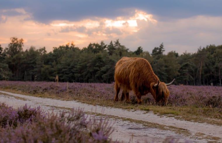 Wooded hiking trails in the Veluwe near Cottage in Hattemerbroek, vacation home in Gelderland.