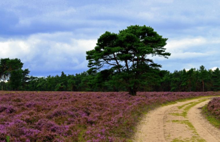 Gateway to the Geldersch Landscape near Cottage in Hattemerbroek, Veluwe vacation rental.