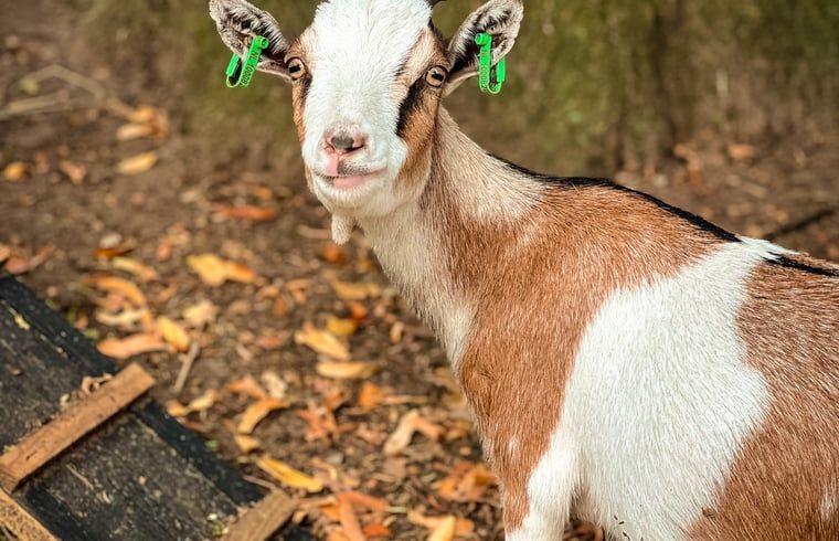 Goat with green earmarks at cottage in Lieren, Veluwe.