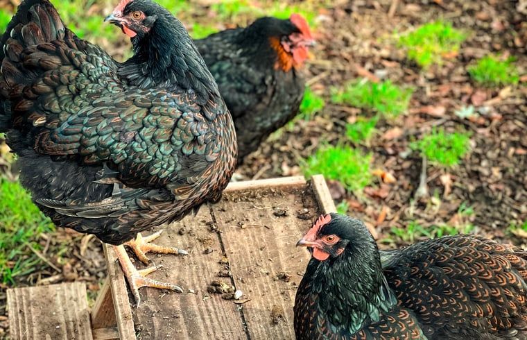 Chickens near cottage in Lieren, Veluwe.