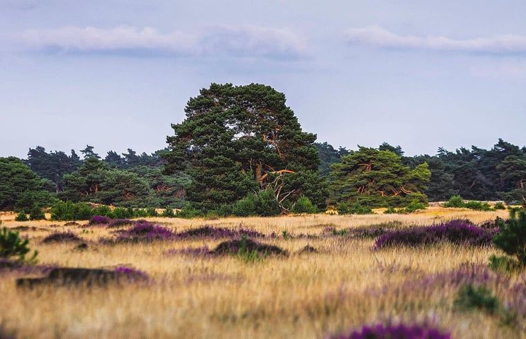 Veluwe Heath near Holiday Home in Lieren, Gelderland.