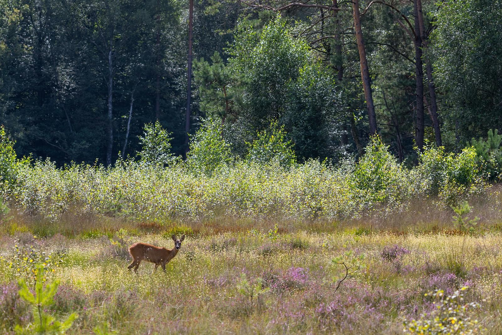 Grundriss des Obergeschosses der Nature Villa mit Whirlpool & Sauna, Wekerom, Veluwe. Ferienhaus mit zwei Schlafzimmern.