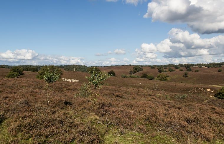Schoene Sandverwehungen in der Naehe des Ferienhauses in Bennekom, Veluwe, Natur in Gelderland.
