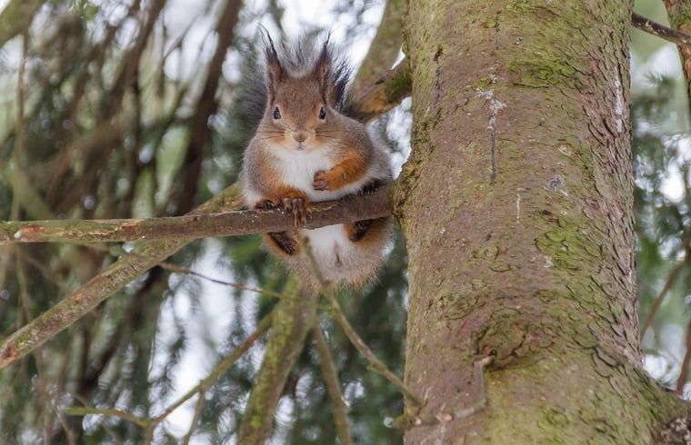 Rotkehlchen auf Stein in der Naehe der Huette in Bennekom, Veluwe, Natur in Gelderland.