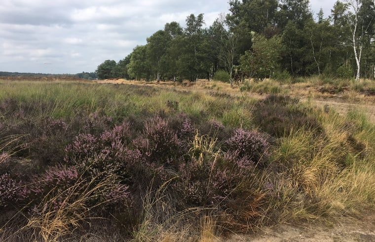 Verblijf 325916 - Vakantiewoning Veluwe - Huisje in Bennekom