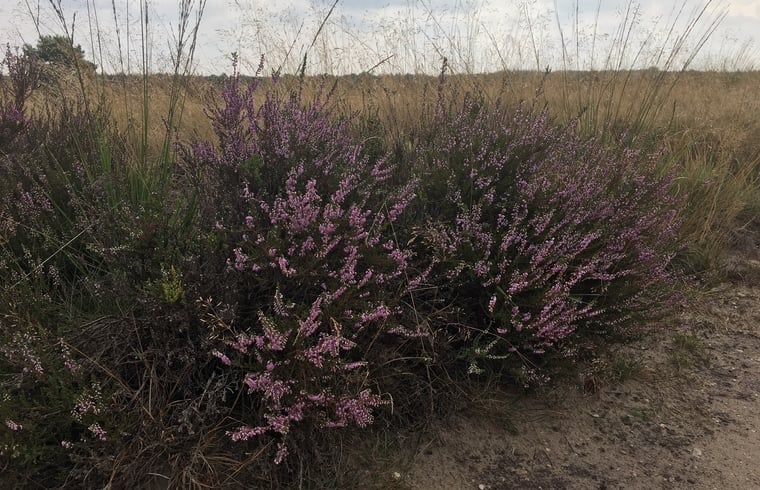 Verblijf 325916 - Vakantiewoning Veluwe - Huisje in Bennekom