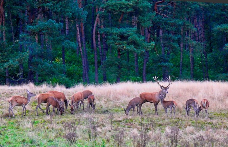 Verblijf 325916 - Vakantiewoning Veluwe - Huisje in Bennekom