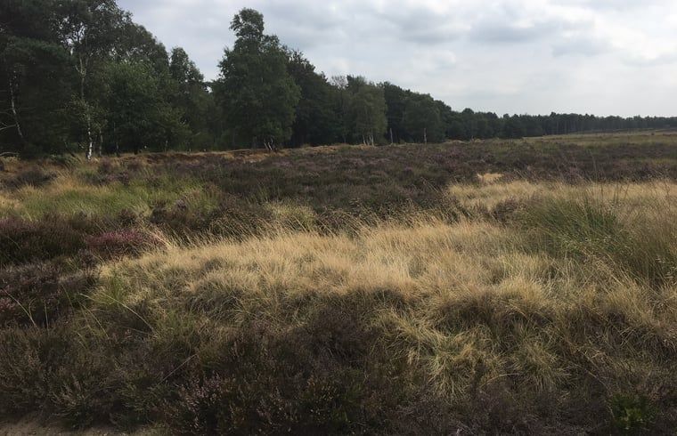 Guest house 325917 - Holiday property Veluwe - Vakantiehuisje in Bennekom