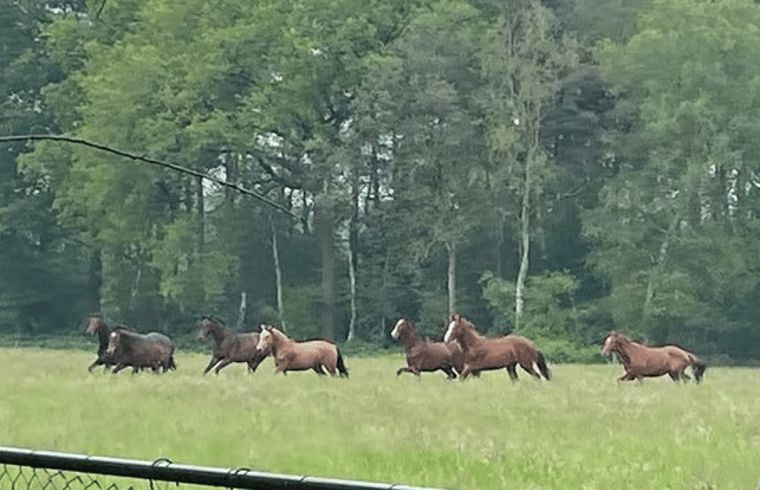 Galoppierende Pferde bei Ferienhaus in Nijkerk, Veluwe.