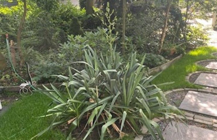 Gruener Garten mit verschiedenen Pflanzen im Ferienhaus in Nijkerk, Veluwe.