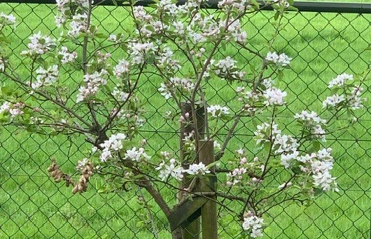 Bluehender Baum im Garten des Ferienhauses in Nijkerk, Veluwe, Gelderland.