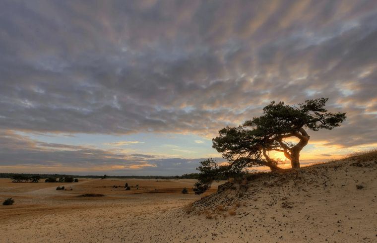 Unterkunft 327304 - Ferienhaus Veluwe - Vakantiehuisje in Hierden