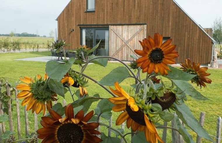 Vakantiehuis Huisje in Veessen op de Veluwe, Gelderland, met zonnebloemen in de tuin en landelijke charme.