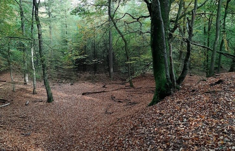 Waldlandschaft mit Blaettern in der Naehe von Cottage in Houtdorp, Ermelo, Veluwe, Gelderland.