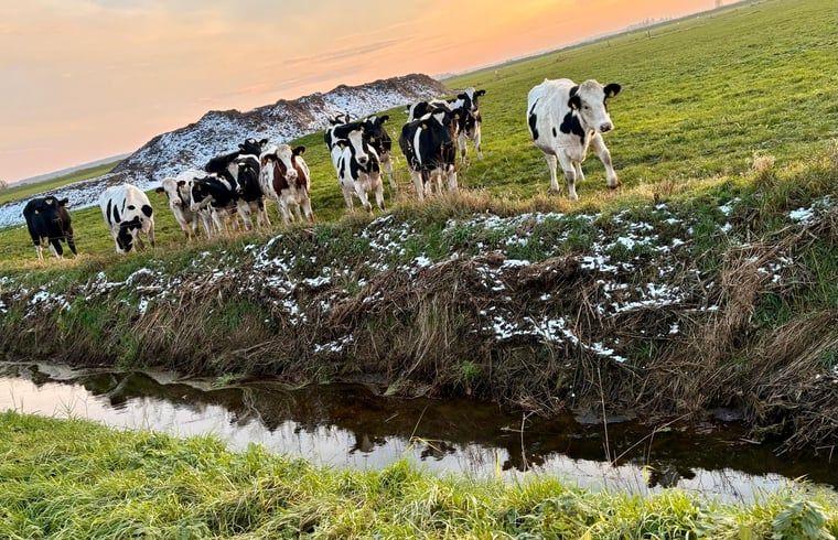 Guest house 331002 - Holiday property Noordoost Groningen - Vakantiehuisje in Schildwolde