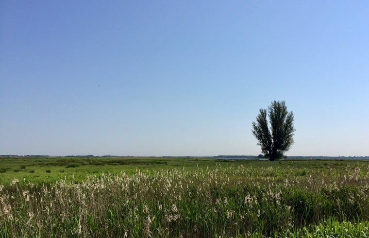 Uitgestrekt landschap met eenzame boom nabij Vakantiehuis in Overschild, Noordoost Groningen.