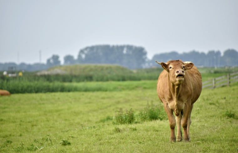 Verblijf 340205 - Vakantiewoning Noordwest Groningen - Vakantiehuis in Ezinge