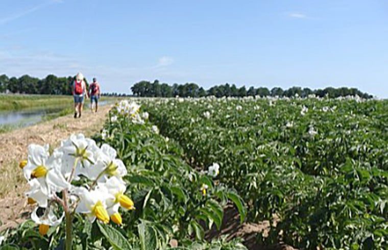Wandelen langs bloeiende velden bij Vakantiehuisje in Molenrij, Noordwest Groningen.