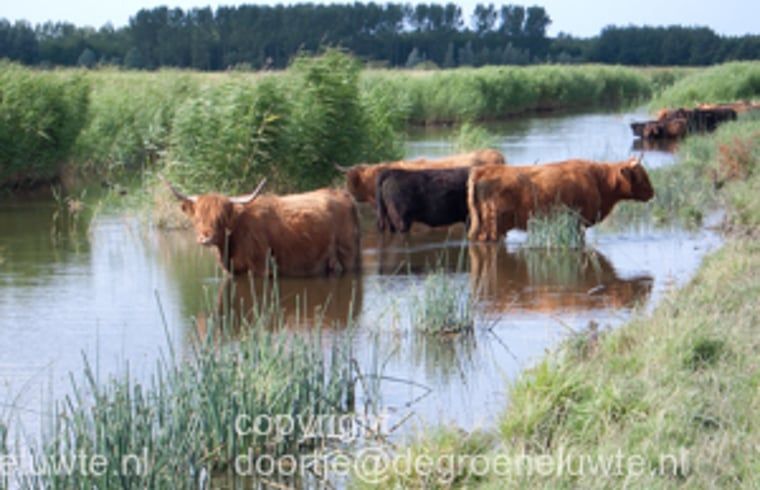 Schotse hooglanders in de natuur nabij Vakantiehuisje in Molenrij, een unieke ervaring.