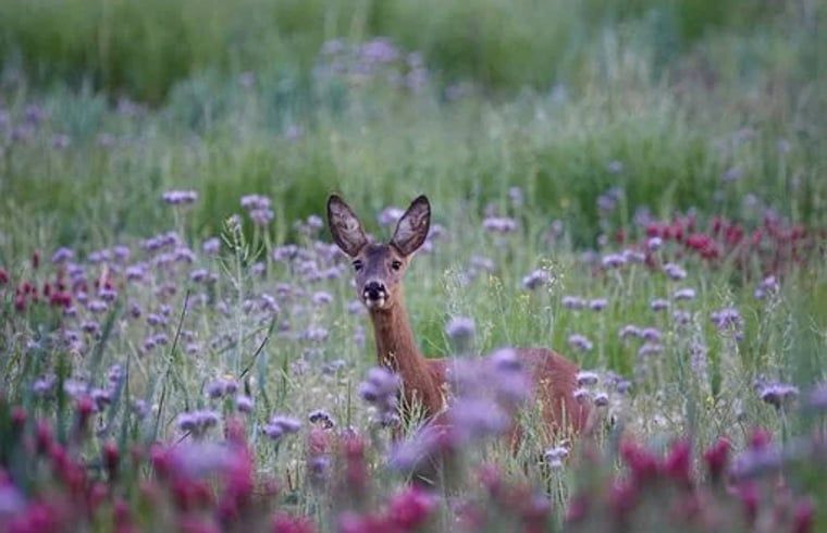 Reeen spotten in de omgeving van Vakantiehuisje in Molenrij, Noordwest Groningen.