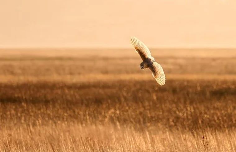 Uil in de avondlucht rondom Vakantiehuisje in Molenrij, perfect voor natuurliefhebbers.