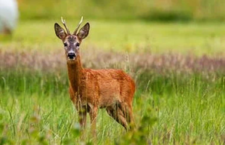 Reebok in de groene velden bij Vakantiehuisje in Molenrij, een prachtig natuurspektakel.