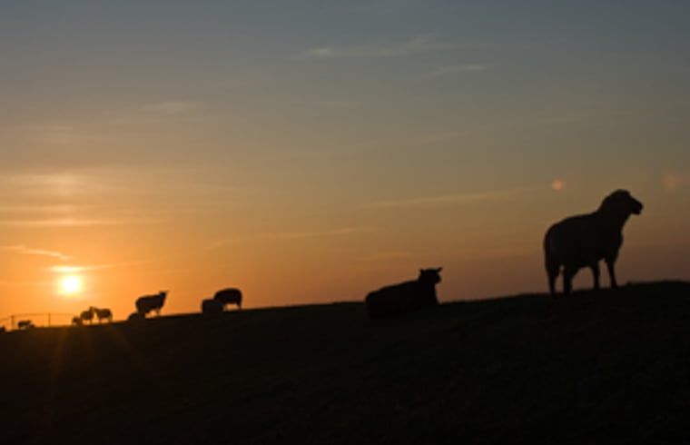 Zonsondergang met silhouetten van dieren nabij Vakantiehuisje in Molenrij, Groningen.