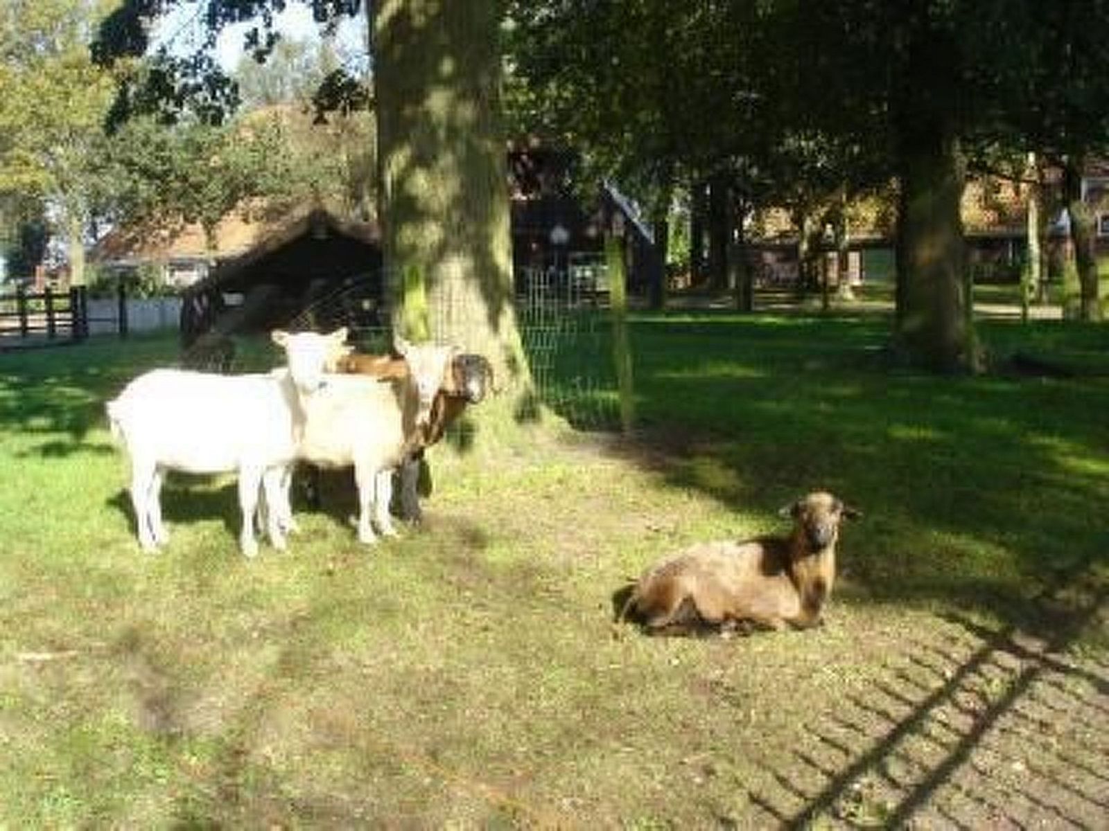 Verblijf 350317 - Vakantiewoning Zuidoost Groningen - Vakantiehuis Gemütlicher Ferienhof Loosternest in Vrieschel
