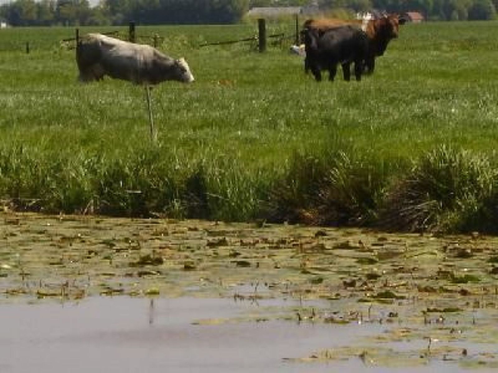 Verblijf 350317 - Vakantiewoning Zuidoost Groningen - Vakantiehuis Gemütlicher Ferienhof Loosternest in Vrieschel