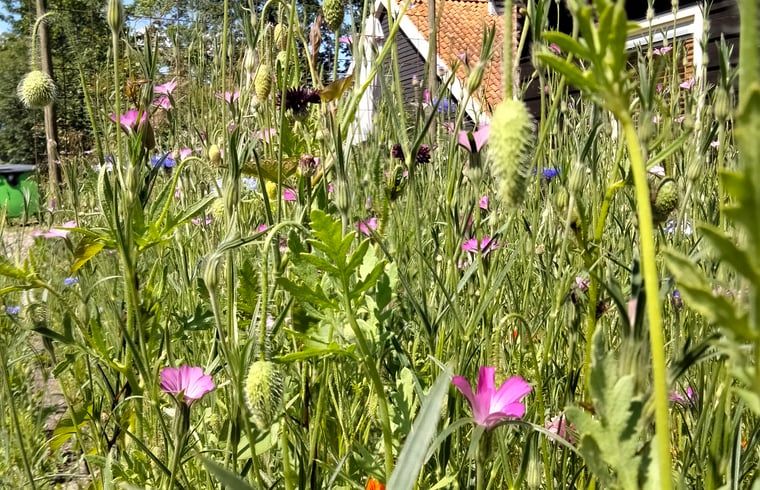 Die Wildblumen im Garten des Ferienhauses Huisje in Bourtange bieten eine natuerliche Atmosphaere in Groningen.