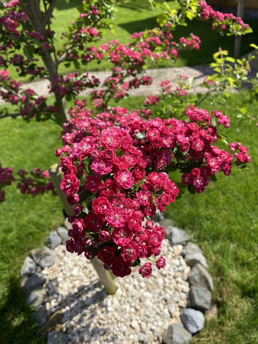 Unterkunft 351701 - Ferienhaus Zuidoost Groningen - GR046