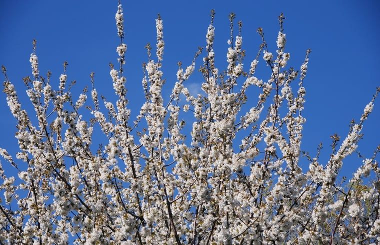 Unterkunft 353601 - Ferienhaus Zuidoost Groningen - Vakantiehuisje in Vledderveen