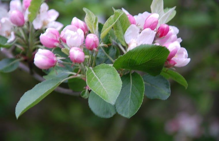 Unterkunft 353601 - Ferienhaus Zuidoost Groningen - Vakantiehuisje in Vledderveen