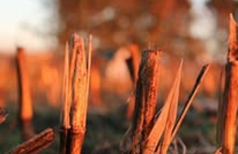 Unterkunft 353601 - Ferienhaus Zuidoost Groningen - Vakantiehuisje in Vledderveen