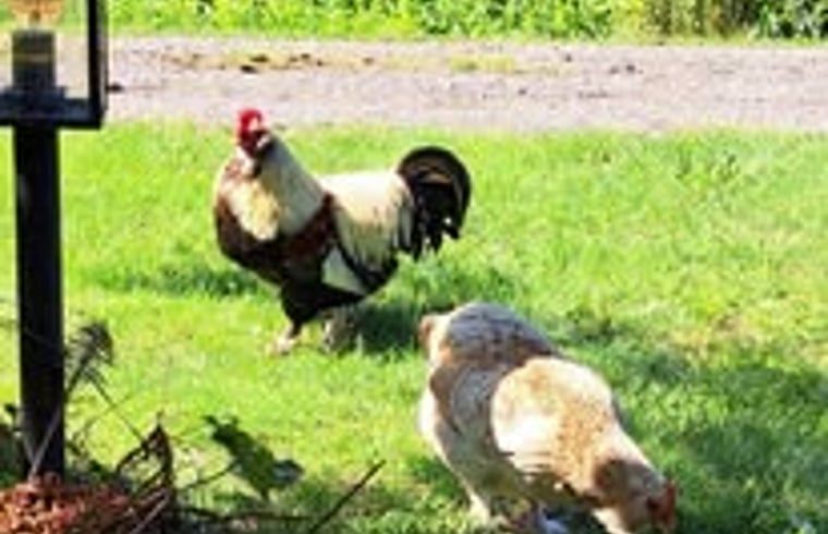 Unterkunft 353601 - Ferienhaus Zuidoost Groningen - Vakantiehuisje in Vledderveen